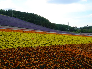 中富良野町営ラベンダー園