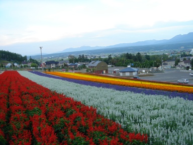 中富良野町営ラベンダー園