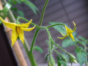 プチトマトの花