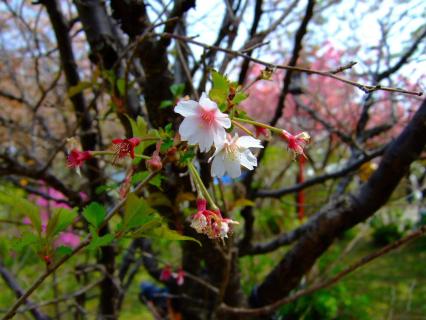 千島桜