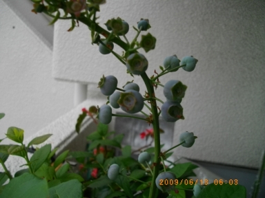 ブルーベリー