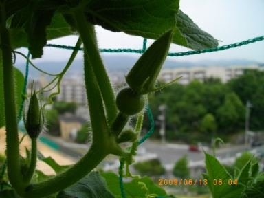 かぼちゃの雌花