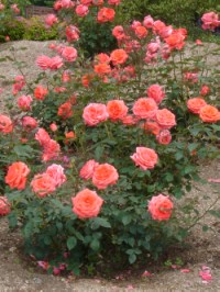 スーパースター