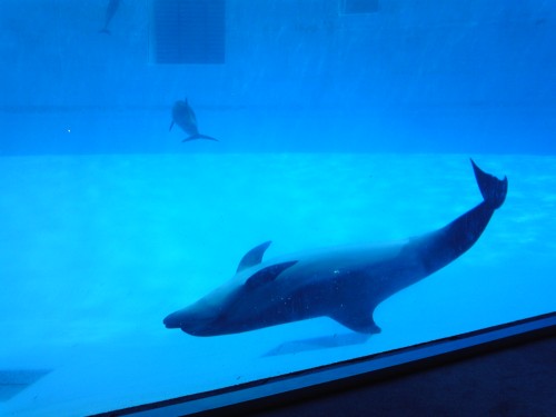 名古屋港水族館