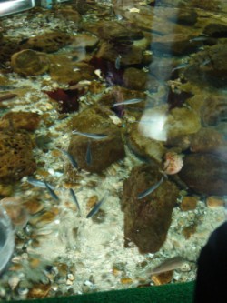 名古屋港水族館