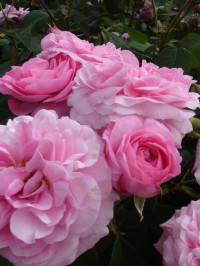 ガートリュード　ジェキル