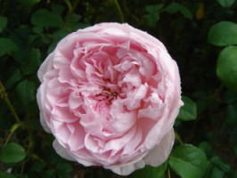 カントリー　リビング