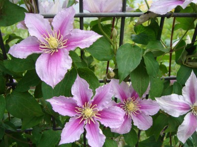 クレマチス