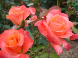 プリンセス　ミチコ