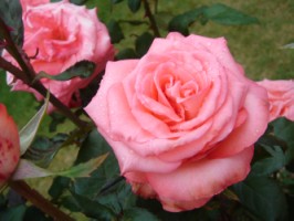 プリンセス　サヤコ