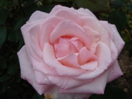 プリンセス　ノブコ