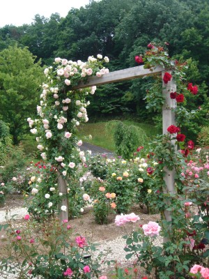 花フェスタ記念公園
