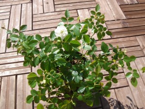 グリーンアイス