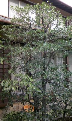 2ページ目の 剪定 愛知県の庭師 和景舎の植木屋稼業奮闘記 楽天ブログ