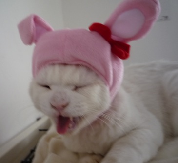 ボクはウサギじゃなーい！.jpg
