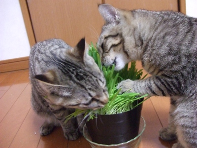 DSCF1248.JPG