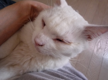 さぶちゃん.jpg