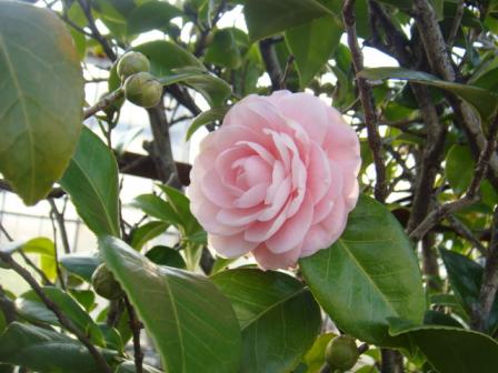 ２０１０．０３０５ツバキ