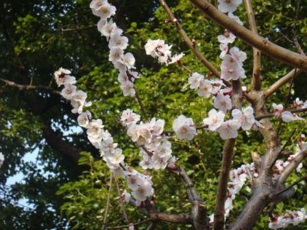 ２０１０．０３０５白梅ー１