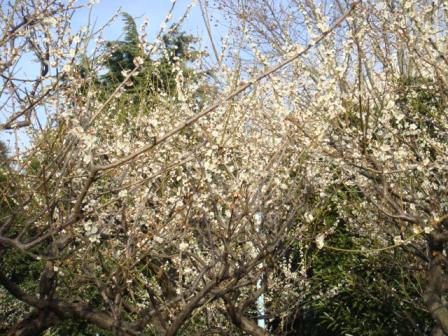 ２０１０．０３０５白梅ー２