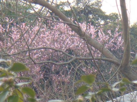 ２０１０．０４０５紅梅