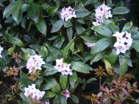 ２０１０．０３０５沈丁花