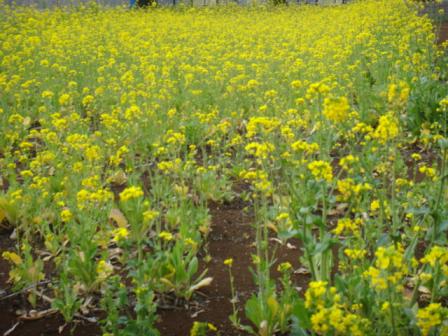 ２０１０．０３０５菜の花