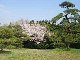 2008年４月３日葛西の桜ー１