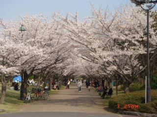 2008年４月３日葛西の桜ー６