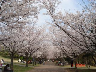 2008年４月３日葛西の桜ー７