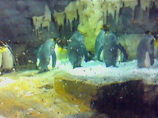 ペンギン３.jpg