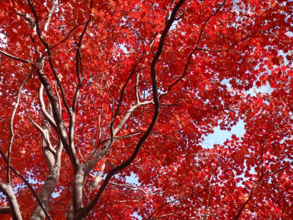 １０．１９小川山紅葉赤.jpg