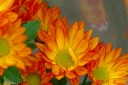 １２．１０菊.jpg