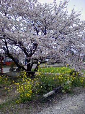 升塚 愛宕神社の桜１