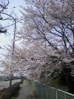 総合運動公園前の桜