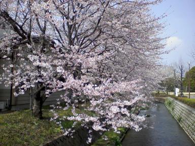 総合運動公園中の桜