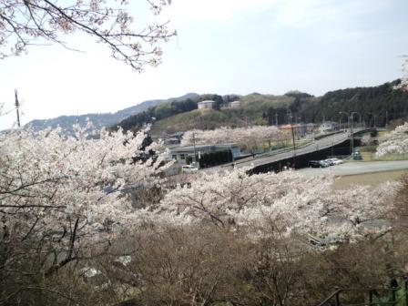 錦着山からの桜景色
