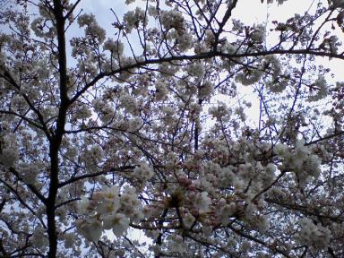 太平山大曲駐車場の桜
