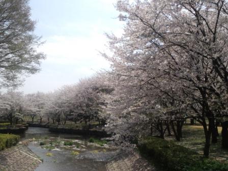 栃木総合運動公園の桜景色