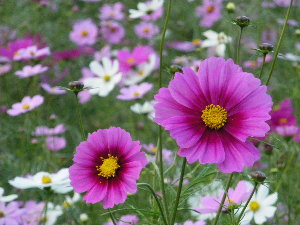 IMGP0394-1.jpg
