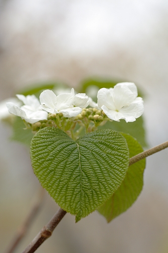 IMG_6673.jpg