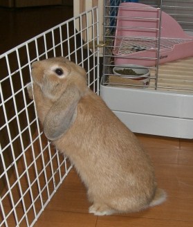 うさぎ