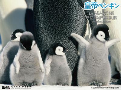 皇帝ペンギン１.jpg