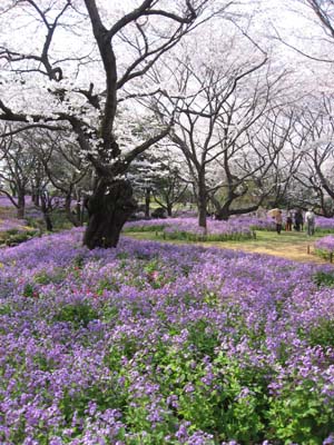 昭和記念公園花見０２