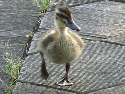 多摩中央公園の子ガモ