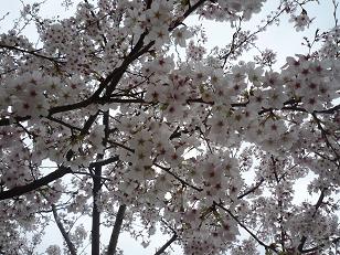 sakura02.JPG
