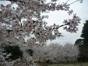 sakura03.JPG