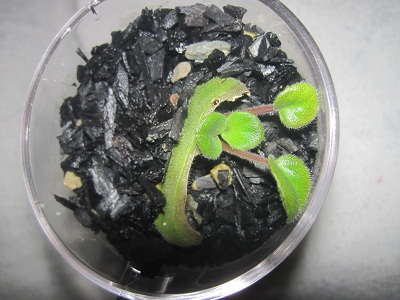 セントポーリア芽