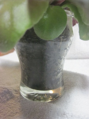 セントポーリア根