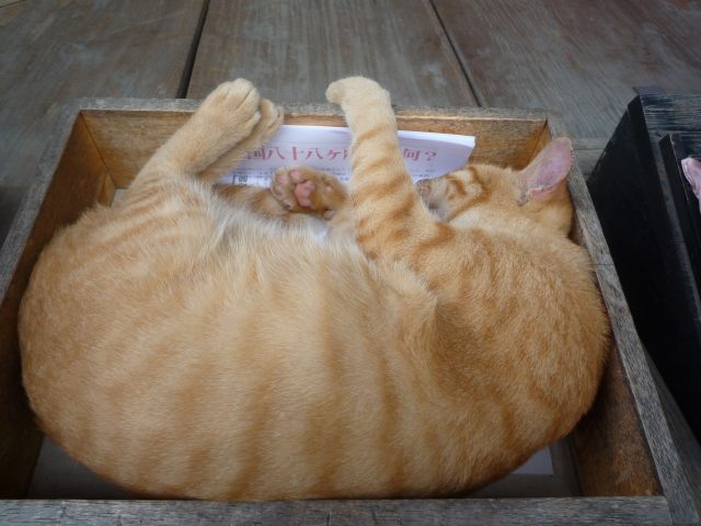 箱の中のネコちゃん